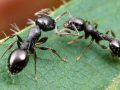 Nằm mơ thấy đàn kiến, con kiến Chơi xổ số con gì chắc ăn nhất?
