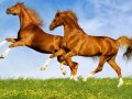 Nằm mơ thấy con ngựa Chơi xổ số con gì chắc ăn nhất?