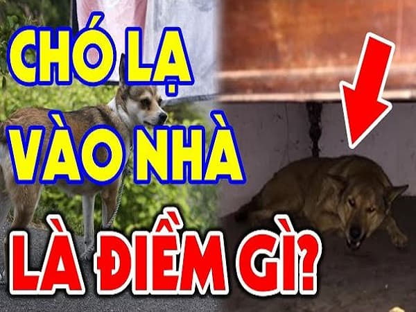 Mộng thấy chó lạ vào nhà