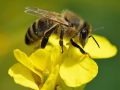 Ngủ mơ thấy con ong Chơi xổ số con gì dễ trúng nhất?
