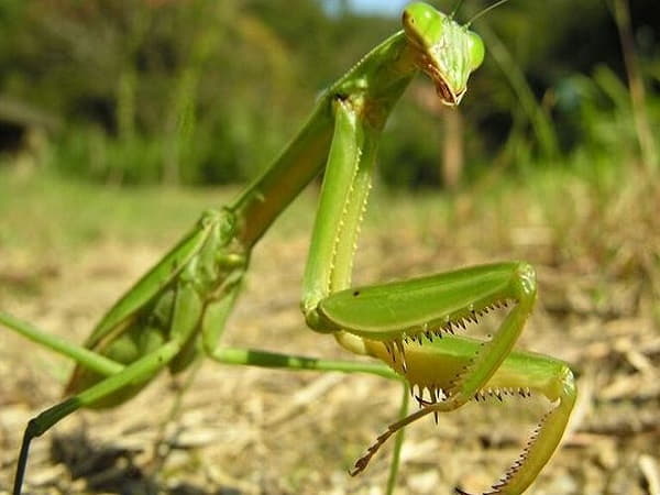 Tham khảo con số may mắn khi mơ thấy bọ ngựa