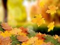 Mơ thấy lá rụng là điềm báo lành hay dữ? Nên Chơi xổ số số nào?