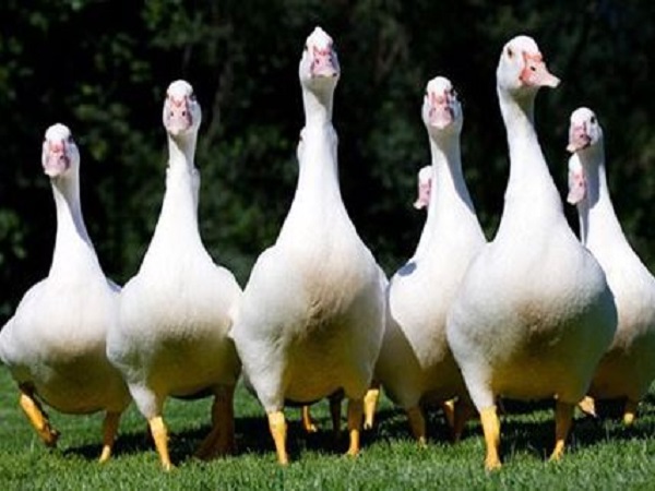 Mơ thấy con ngỗng báo hiệu điều gì?