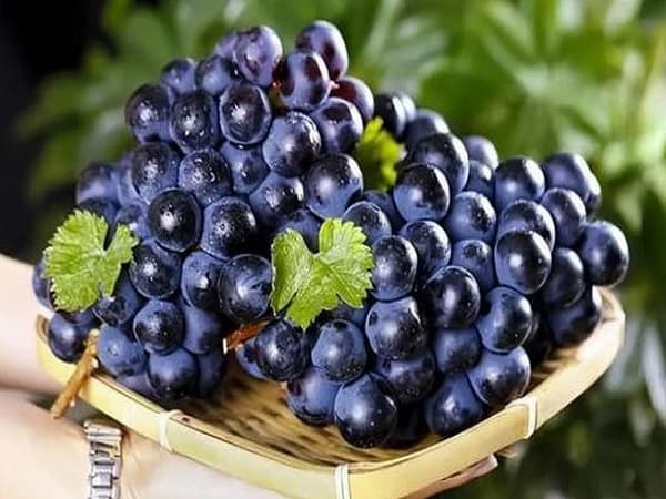 Con số may mắn khi mơ thấy chùm nho?