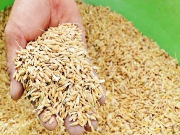 Ngủ mê thấy nhiều loại thóc lúa khác nhau