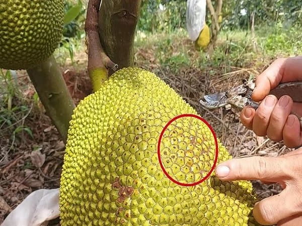 Chiêm bao thấy quả mít nhiều gai nhọn