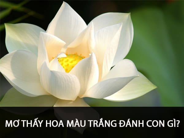 Giải mã giấc mơ thấy hoa màu trắng điềm báo lành hay dữ?