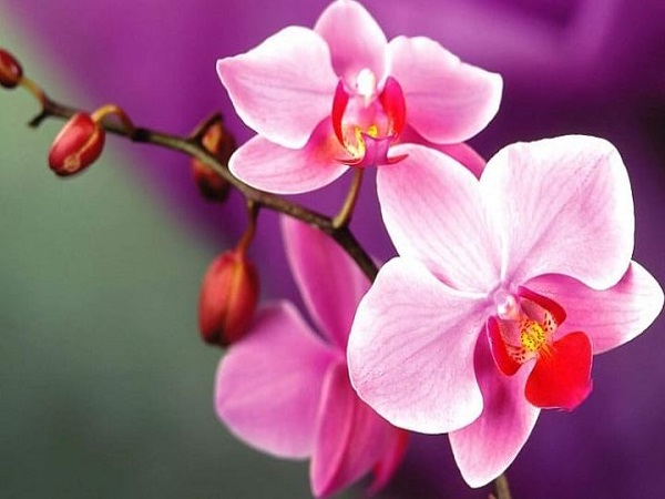 Mơ thấy hoa lan đỏ