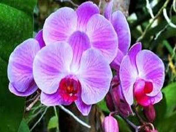 Con số may mắn khi nằm mộng thấy hoa lan