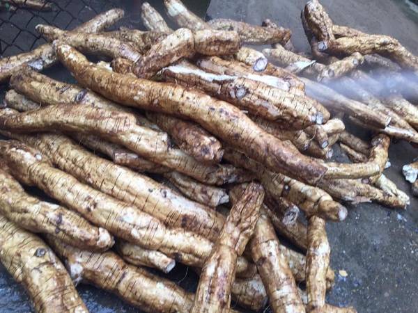 Nằm mơ thấy củ sắn dây đánh con gì có điềm báo gì may mắn