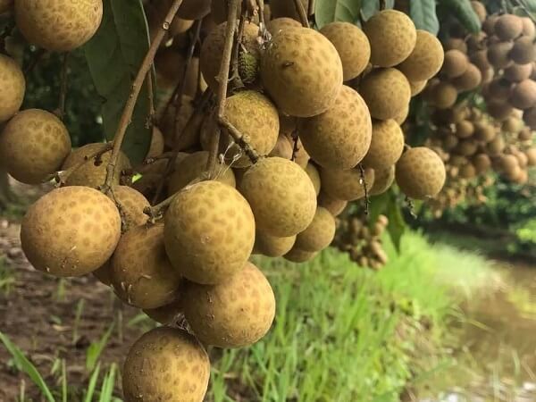 Giải mã giấc mơ thấy quả nhãn báo tài lộc hay cảnh báo?