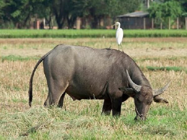 Tham khảo con số may mắn khi chiêm bao mơ thấy con trâu?