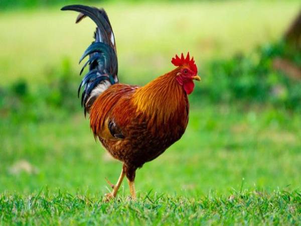 Điềm báo từ giấc mơ thấy gà và những con số liên quan