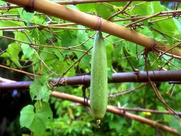 Giấc mơ thấy giàn mướp sai quả báo hiệu điềm lành hay dữ?
