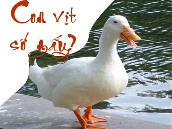 Nằm mơ thấy con vịt số mấy, con số may mắn là gì?