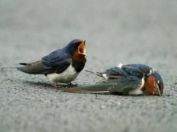 Nằm mơ thấy chim chết có mang ý nghĩa gì đặc biệt không?