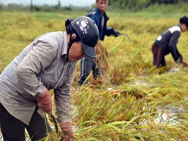 Mơ thấy khai hoang ruộng lúa