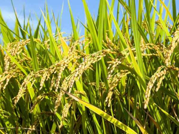Nằm mơ thấy ruộng lúa đánh con gì có ý nghĩa gì may mắn