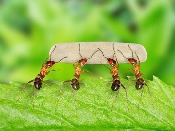 Nằm mơ thấy con kiến số mấy, thử vận may với con gì?