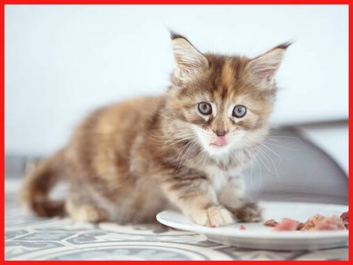Mèo con số mấy? Nằm mơ thấy mèo đánh con gì