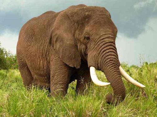 Con voi số mấy – Ý nghĩa của giấc mơ thấy con voi là gì