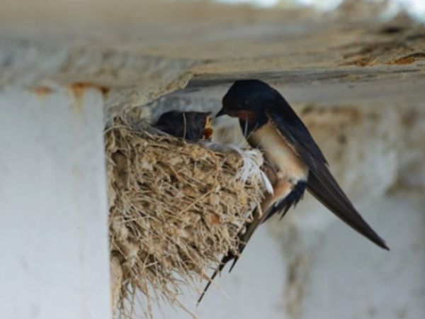 Chim én số mấy - Nằm mơ thấy chim én đánh con số mấy