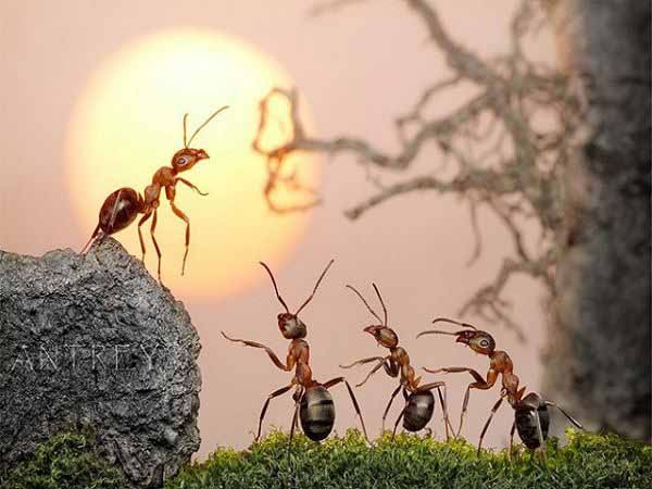 Nằm mơ thấy con kiến là điềm báo gì sắp đến? Có may mắn không