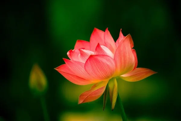 Mơ thấy mình hái hoa sen 