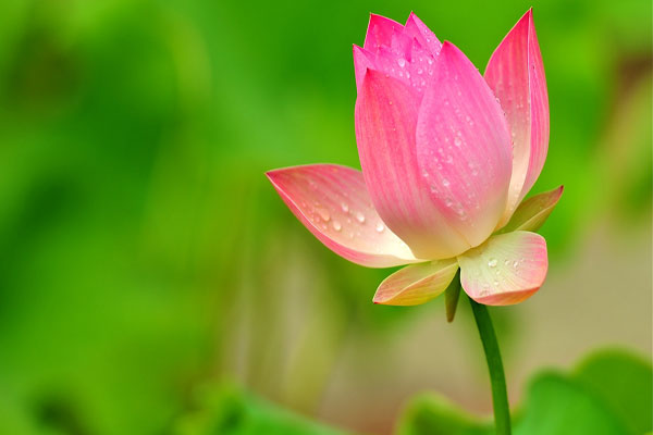 Mơ thấy hoa sen điềm báo thăng tiến hay vướng thị phi?
