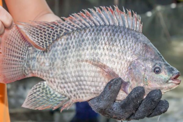 Ngủ mơ thấy cá rô có thể mang đến may mắn hay rủi ro?