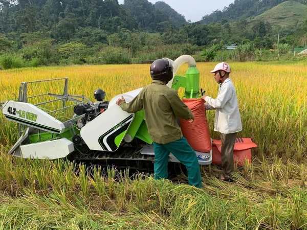 Nằm mơ thấy gặt lúa mua vé số con gì phát tài