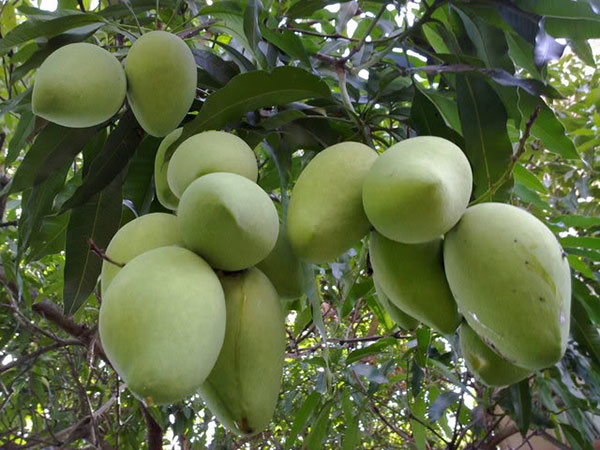 Mơ thấy hái xoài dấu hiệu tâm linh và con số may mắn