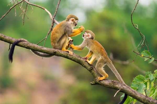 Con số phát tài tuổi Nhâm Thân 26/6/2025 mở vận may