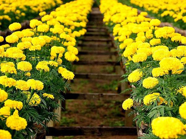 Nằm mơ thấy hoa cúc vàng mang ý nghĩa gì đặc biệt?
