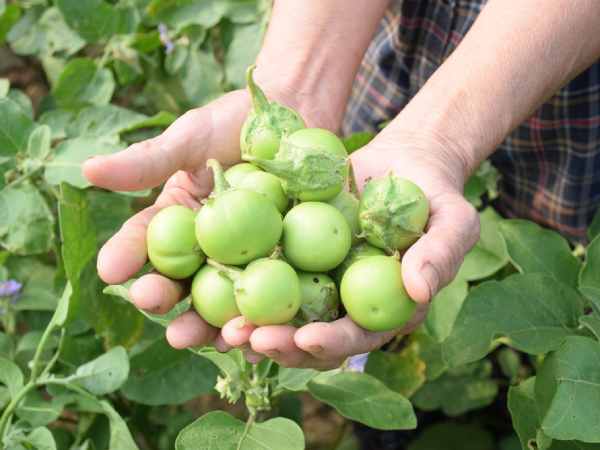 Ngủ mê thấy quả cà chín mọng trên cây