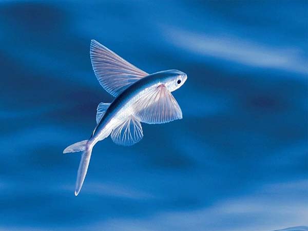 Ngủ mơ thấy nhiều cá chuồn bay lượn trong không khí