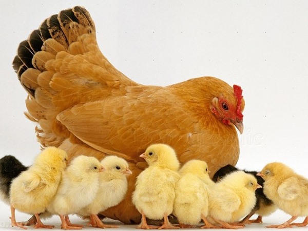 Ngủ mơ thấy gà con có ẩn ý gì, điềm hên hay xui?