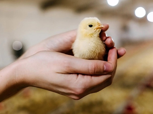 Ngủ mơ thấy gà con có ẩn ý gì, điềm hên hay xui?