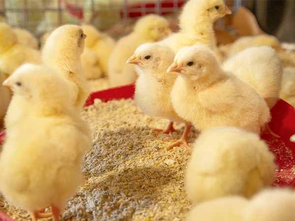 Ngủ mơ thấy gà con có ẩn ý gì, điềm hên hay xui?