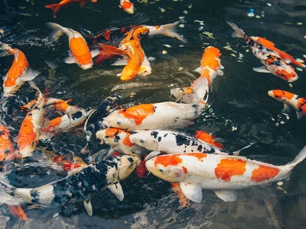 Giải mã giấc mơ thấy cá koi báo hiệu may mắn chạm ngõ?
