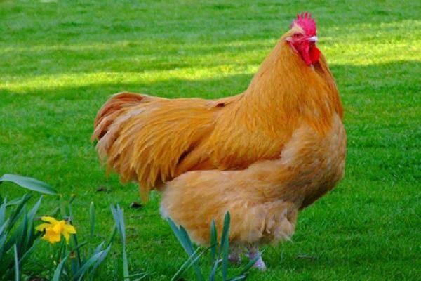 Giấc mơ thấy gà mái liệu có phải điềm báo phát tài?