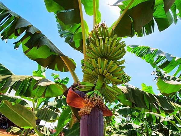 Nằm mơ thấy cây chuối có điềm gì, dữ hay lành?