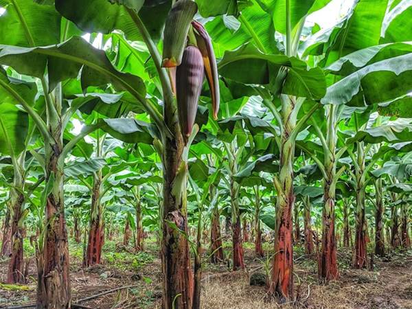 Nằm mơ thấy cây chuối có điềm gì, dữ hay lành?