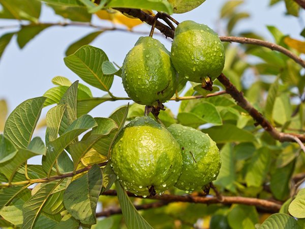 Mơ thấy cây ổi điềm gì, giải mã nằm mơ thấy cây ổi sai quả