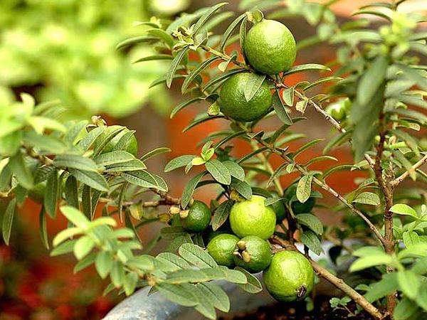 Mơ thấy cây ổi điềm gì, giải mã nằm mơ thấy cây ổi sai quả