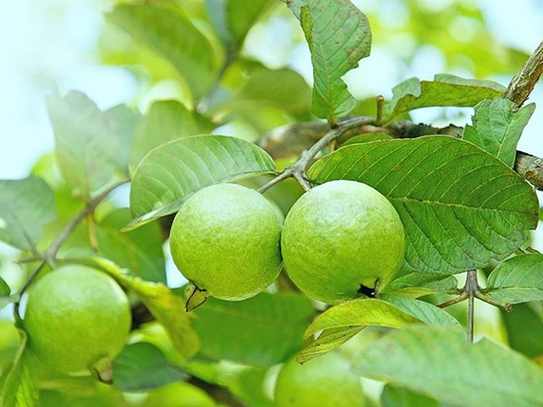 Mơ thấy cây ổi điềm gì, giải mã nằm mơ thấy cây ổi sai quả