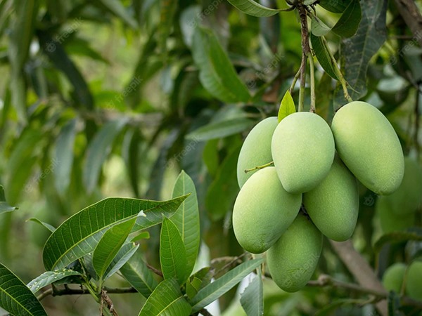 Mơ thấy cây xoài, nằm mơ thấy cây xoài nhiều trái điềm gì?