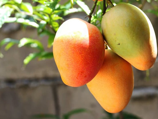 Mơ thấy cây xoài, nằm mơ thấy cây xoài nhiều trái điềm gì?