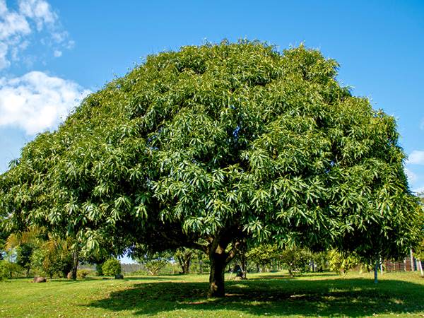 Mơ thấy cây xoài, nằm mơ thấy cây xoài nhiều trái điềm gì?