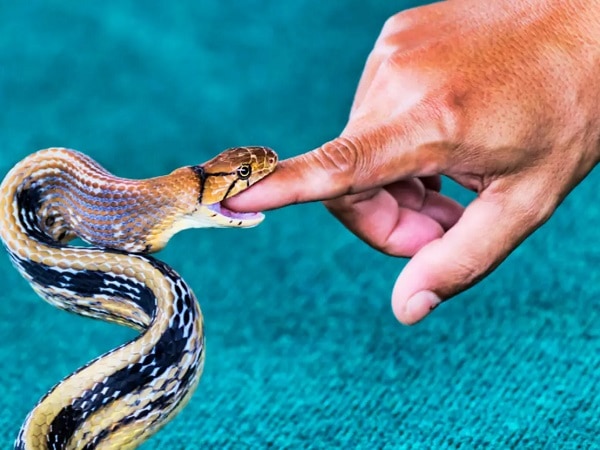 Giải mã bí ẩn nằm mơ thấy rắn cắn vào tay là điềm gì?